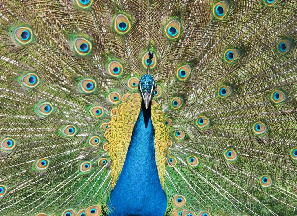 close up of peacock